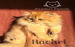 British Shorthair cats for sale: RESERVED - waiting list available  - Advert 3