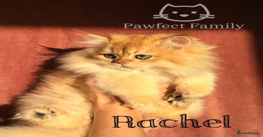 British Shorthair cats - Advert 4