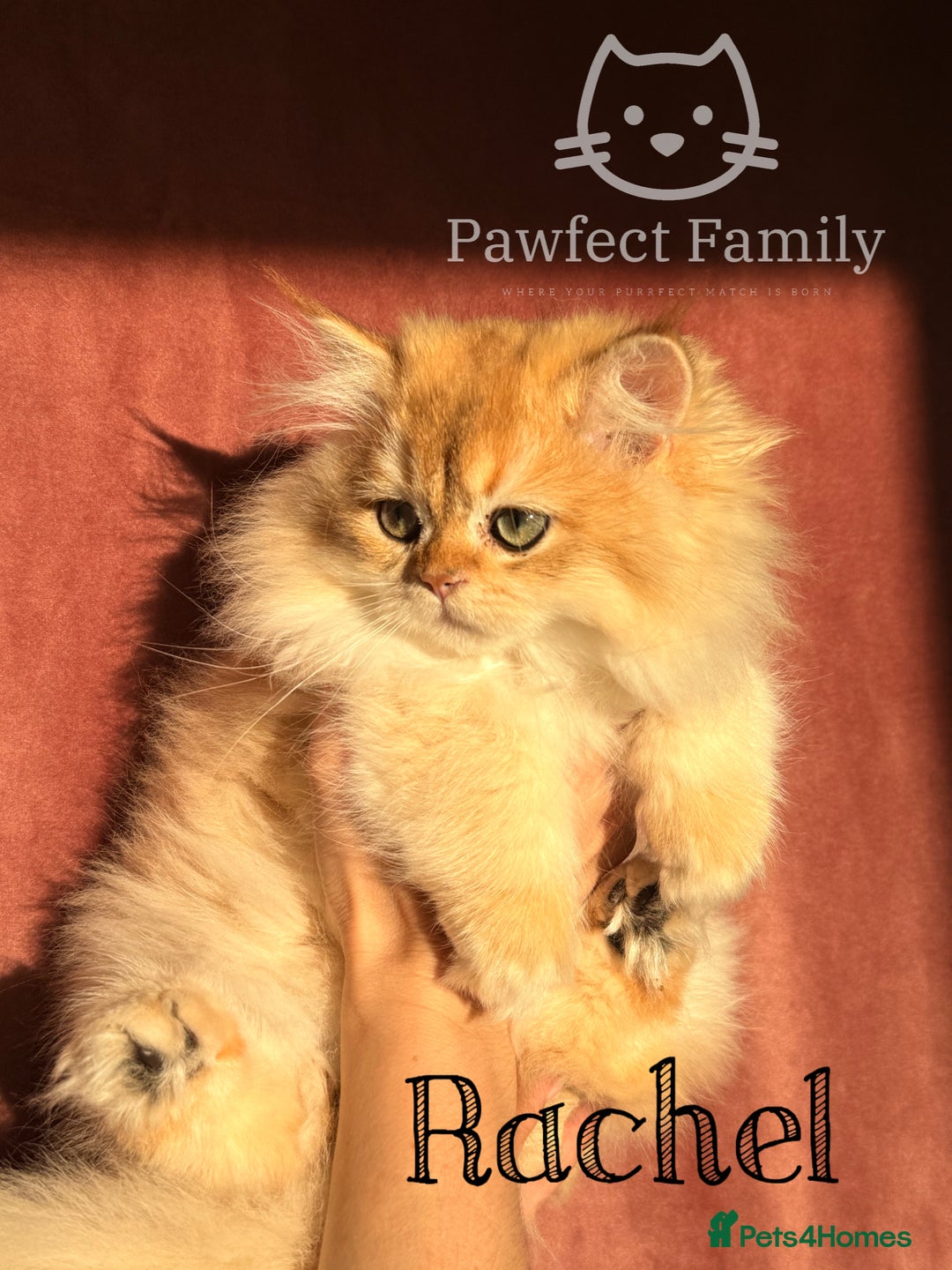 British Shorthair cats for sale: RESERVED - waiting list available  - Advert 3