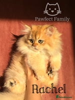 British Shorthair cats - Advert 6