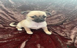 Mixed Breed dogs for sale: PUG CROSS  READY TO GO.  - Image 1