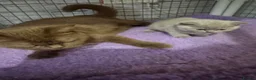 British Shorthair cats for sale: Gccf Championstatus lilac British shorthair kitten - Advert 4