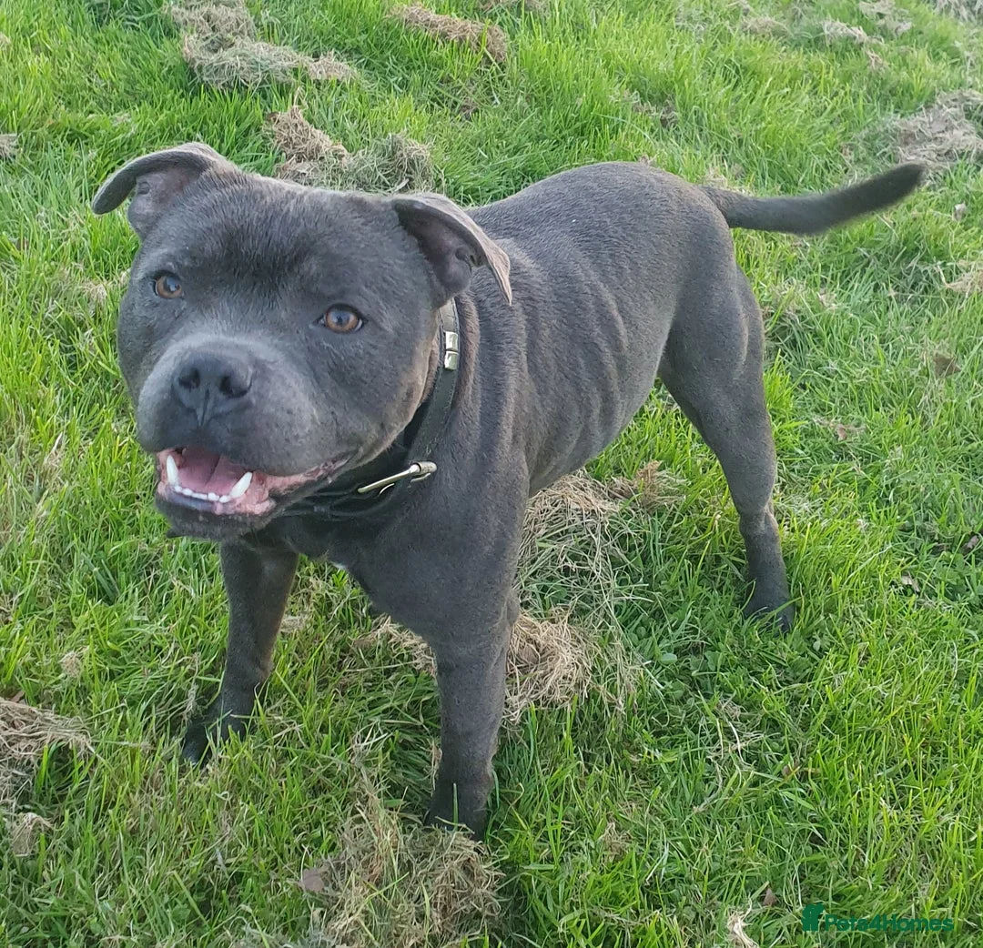 Staffordshire Bull Terrier dogs for stud: **ROSCO**OUTSTANDING BLUE STUD! in Birmingham - Advert 18
