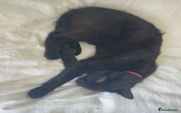 American Shorthair cats for sale: Kitten needs a new home  - Image 4