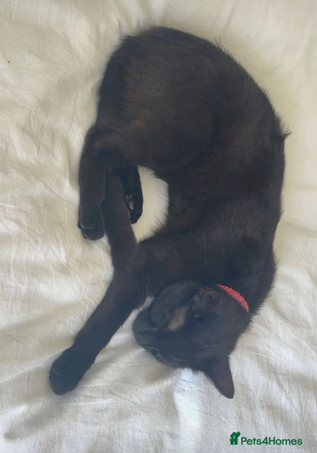 American Shorthair cats for sale: Kitten needs a new home  - Image 4