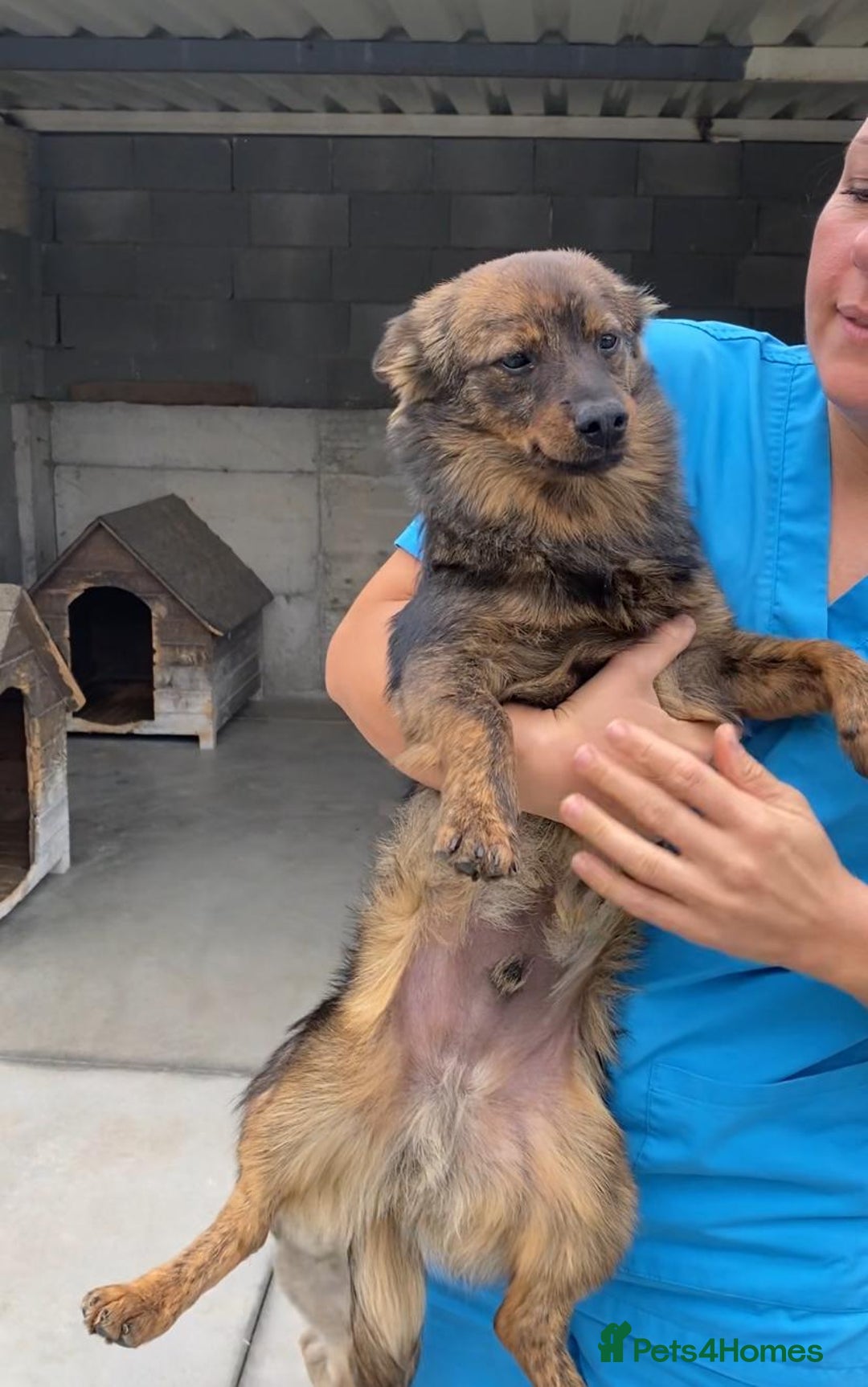 Mixed Breed dogs for adoption: Ivar, 1 yr approx. Available for adoption. - Advert 6