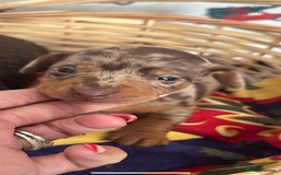 Dachshund dogs for sale: Dachshund  - Advert 14