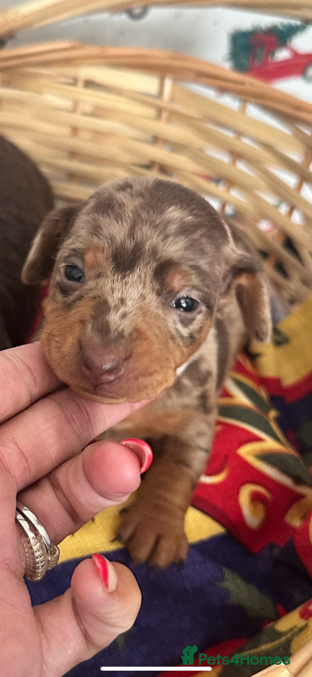 Dachshund dogs for sale: Dachshund  - Advert 14