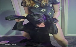 Cane Corso dogs for sale: 16 month old corso bitch - Image 11