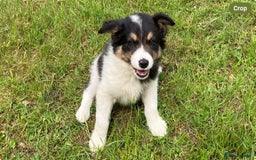 Border Collie dogs for sale: Border collie pups for sale  in Hengoed - Image 1