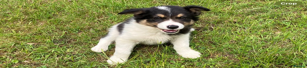 Border Collie Puppy 1