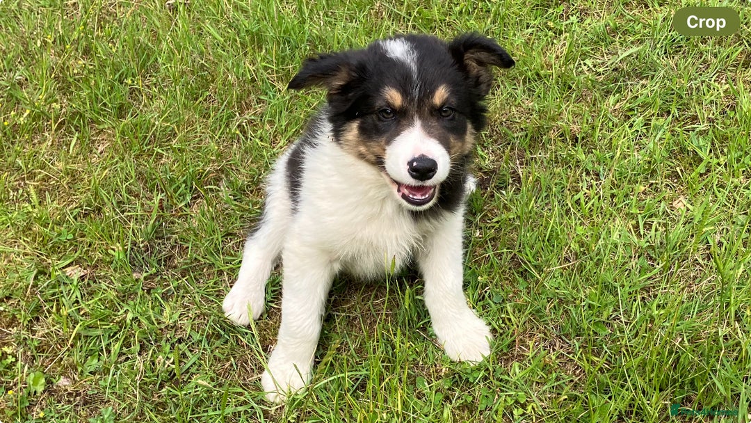 Border Collie dogs for sale: Border collie pups for sale  in Hengoed - Image 1