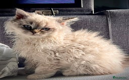 Selkirk Rex cats for sale: Gorgeous Selkirk Rex kittens - Image 2