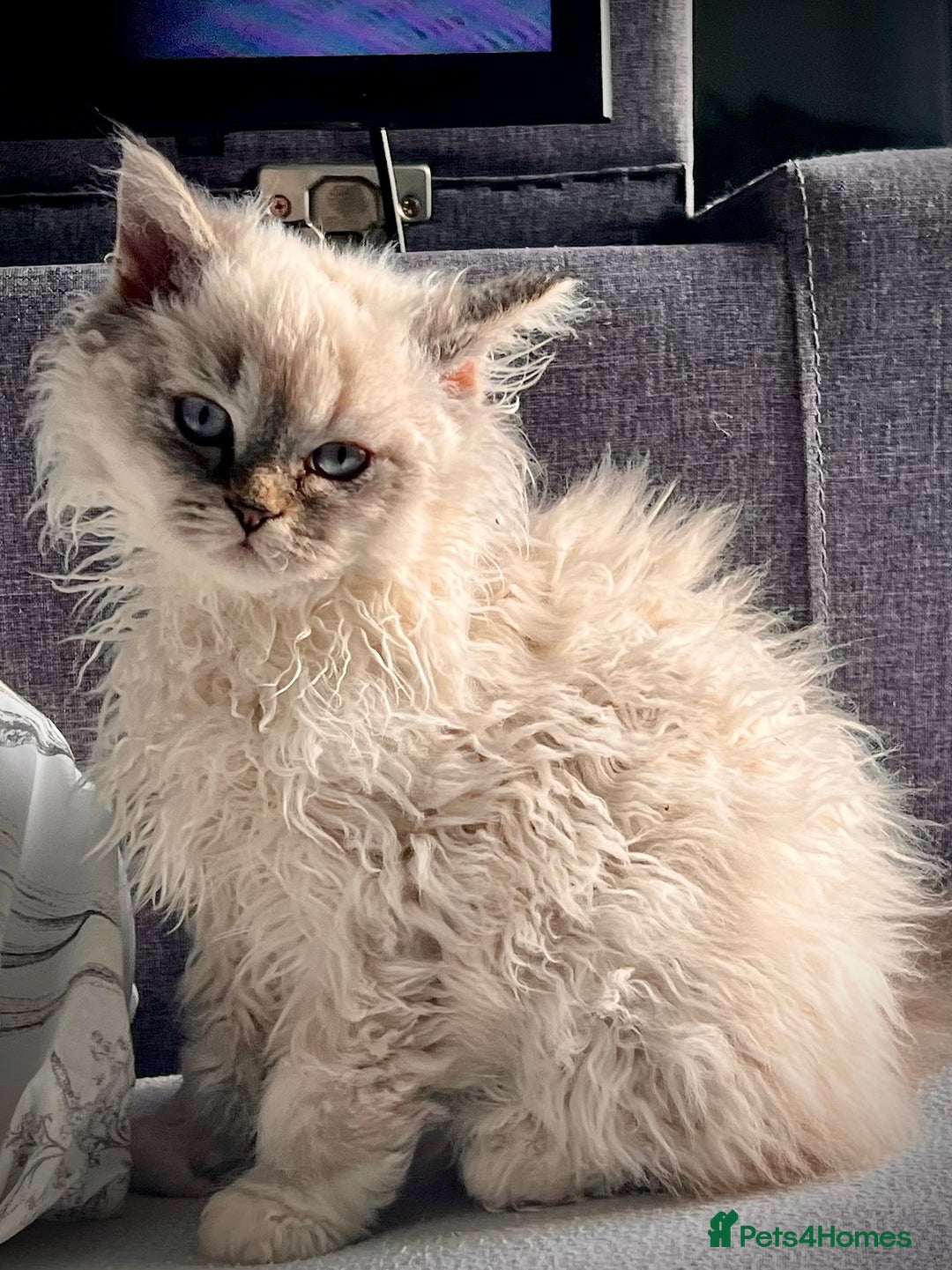 Selkirk Rex cats for sale: Gorgeous Selkirk Rex kittens - Image 2