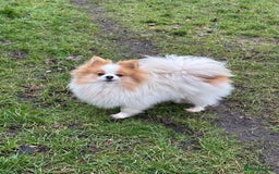 Pomeranian dogs for sale: Only one tiny Pom girl left in Ely - Image 5