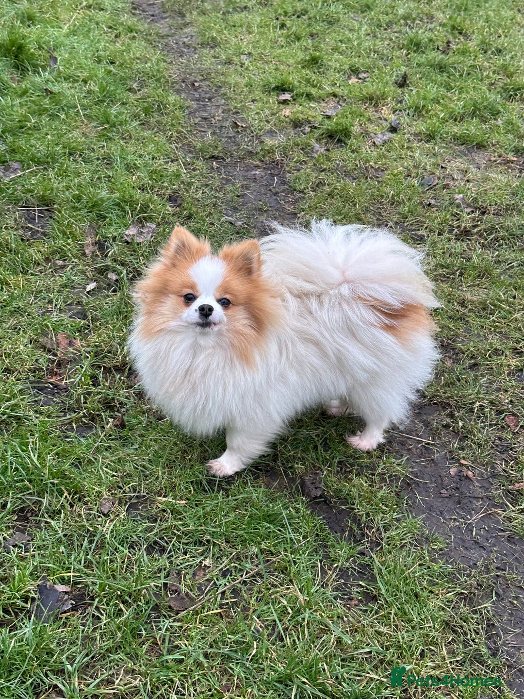 Pomeranian dogs for sale: Only one tiny Pom girl left in Ely - Image 5