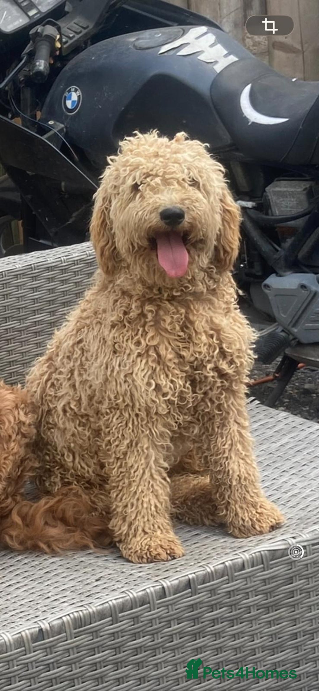 Mini Goldendoodle dogs for sale: F1b mini golden doodle puppys - Advert 1