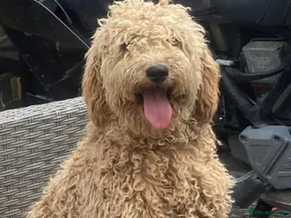 Mini Goldendoodle dogs F1b mini golden doodle puppys - Advert 5