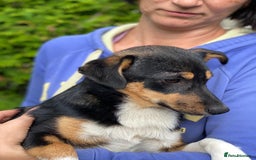 Mixed Breed dogs for adoption: 💖🐶 TINA 🐶💖 - Image 6