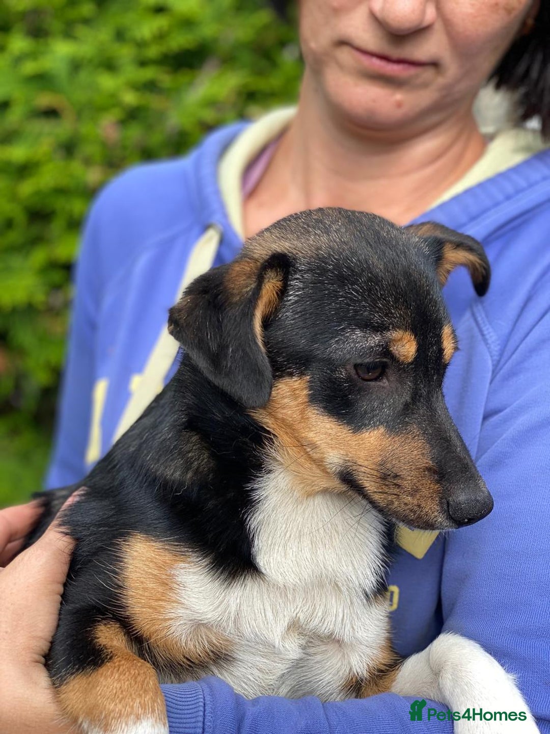 Mixed Breed dogs for adoption: 💖🐶 TINA 🐶💖 - Image 6
