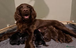 Sprocker dogs for sale: Beautiful Sprocker puppies  - Image 14