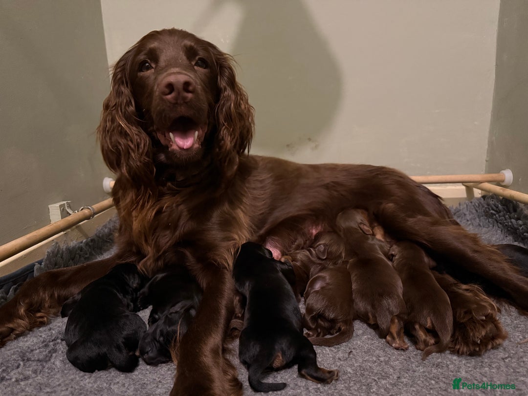 Sprocker dogs for sale: Beautiful Sprocker puppies  - Image 14