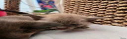Burmese cats for sale: Outstanding Pedigree Burmese Kittens,Vet checked - Advert 23