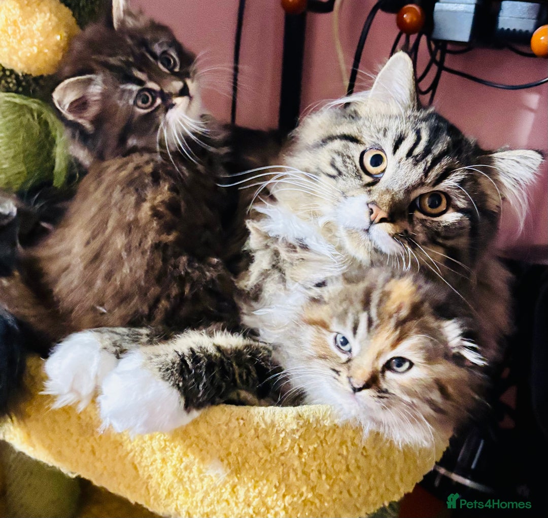 Scottish Fold cats for sale: Scotich fold long hair  - Image 6