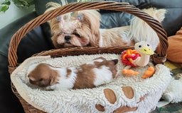 Shih Tzu dogs for sale: Shih Tzu - Image 6