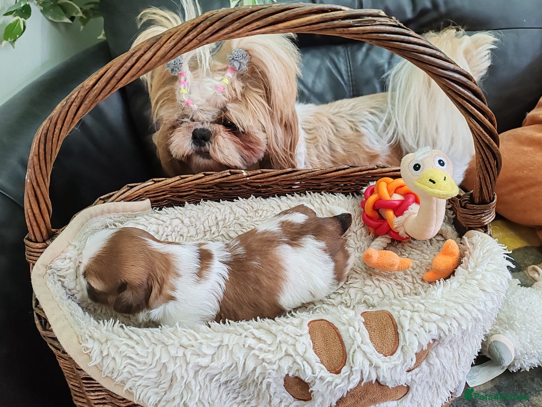 Shih Tzu dogs for sale: Shih Tzu - Image 6