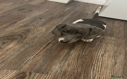 Dachshund dogs for sale: 🩶Silver miniature dachshunds litter READY TO GO🩶 - Image 24