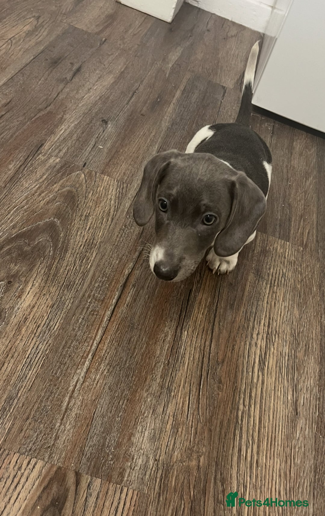 Dachshund dogs for sale: 🩶Silver miniature dachshunds litter READY TO GO🩶 - Image 24