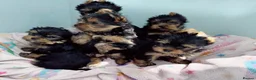 Yorkshire Terrier dogs for sale: Beautiful KC Registered Puppies - Advert 2