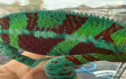 Chameleon reptiles for sale: Ambanja panther chameleon PURPLE  - Image 3