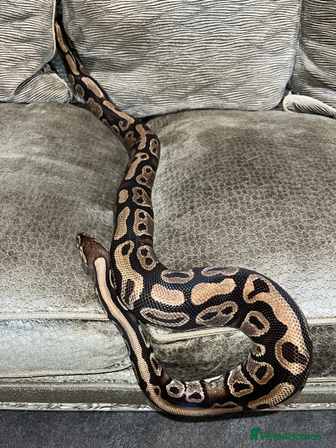 Python Snake reptiles for sale: Alora - dazzling, huge and very tame - Advert 2