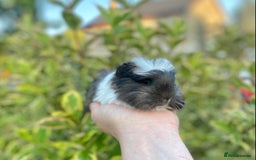 Guinea Pig rodents for sale: Long haired Guinea Pigs For Sale - Image 15