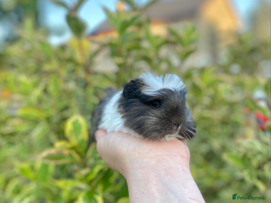 Guinea Pig rodents for sale: Long haired Guinea Pigs For Sale - Image 15