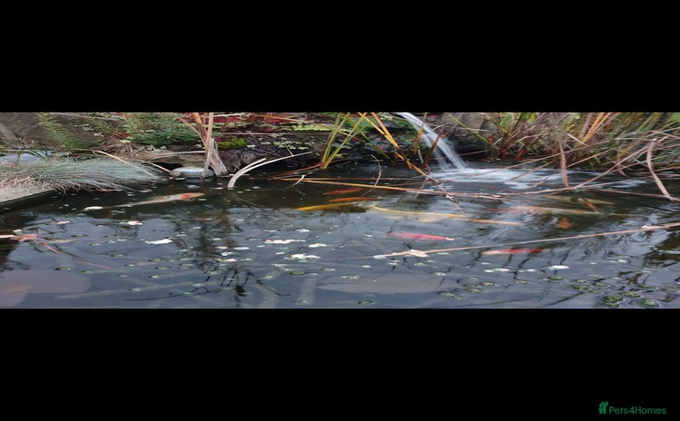 Koi Carp fish - Advert 1