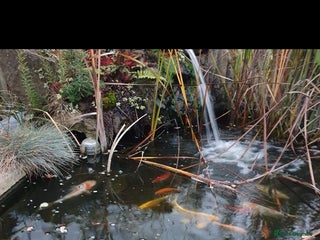 Koi Carp fish for sale - Advert 1