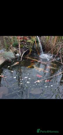 Koi Carp fish - Advert 1