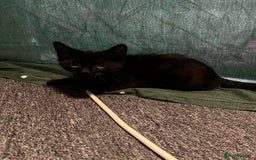 Domestic Shorthair cats for sale: 13 week old female kitten - Image 2