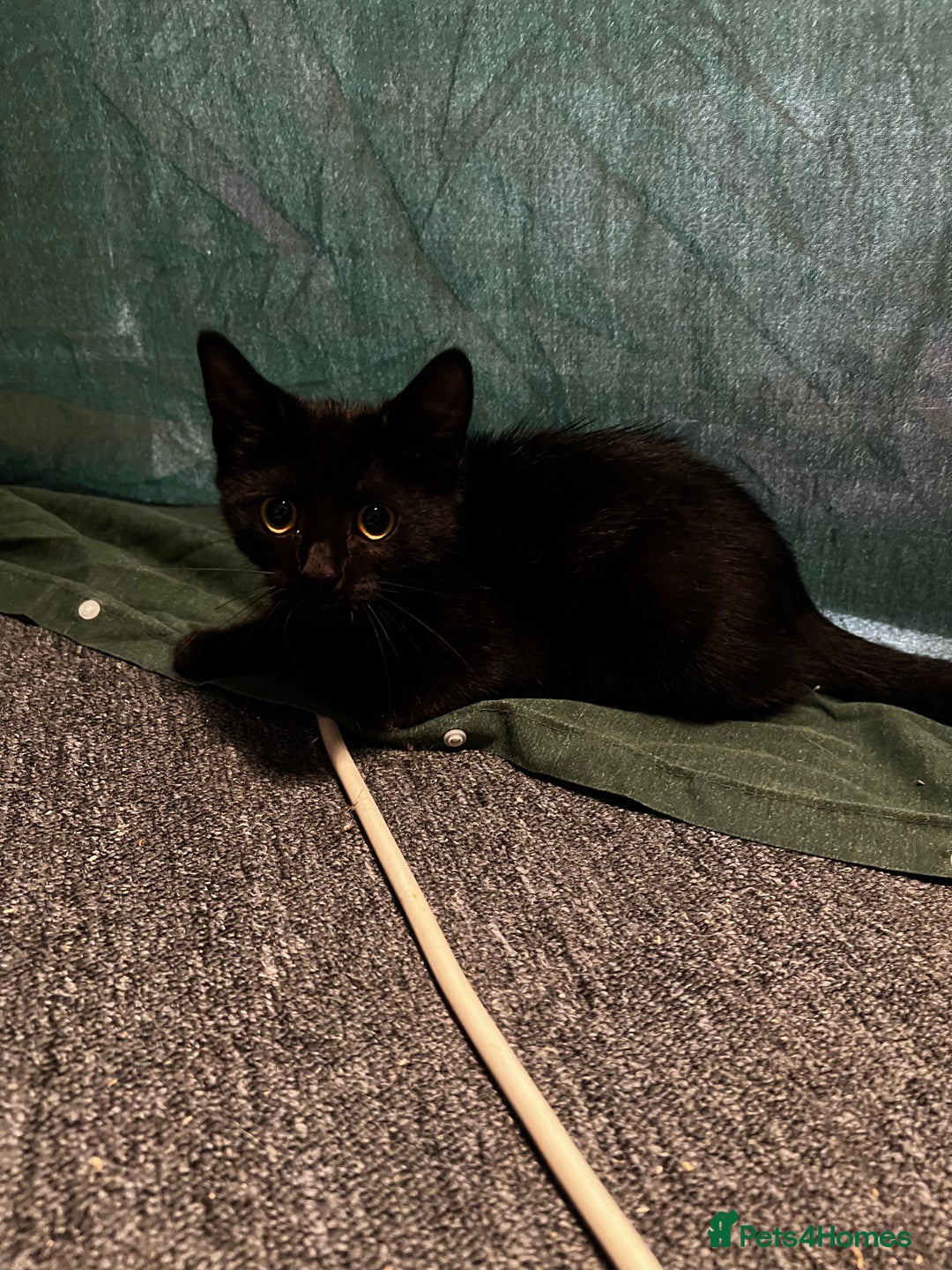 Domestic Shorthair cats for sale: 13 week old female kitten - Image 2