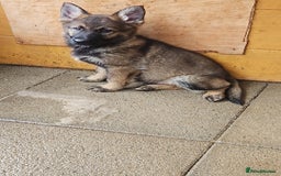 German Shepherd dogs for sale: German Shepherd Puppies – Working Line - Image 20