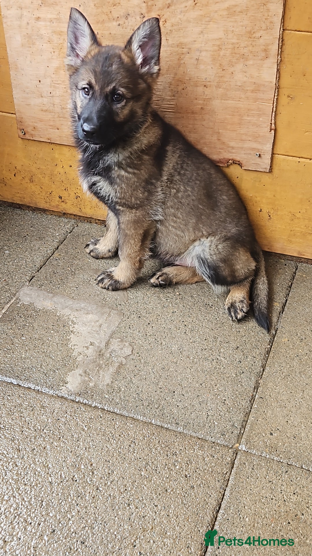 German Shepherd dogs for sale: German Shepherd Puppies – Working Line - Image 20