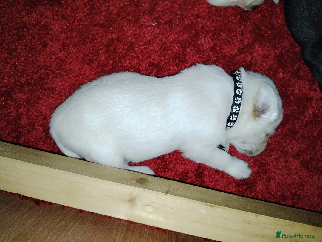 Labrador Retriever dogs for sale: Chunky Yellow & Black Labrador Puppies - Advert 2