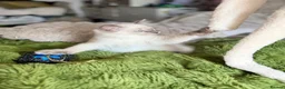 Ragdoll cats for sale: First litter  - Advert 12