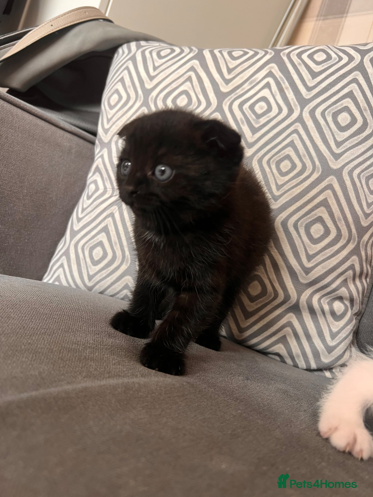 Scottish Fold cats for sale: Scottish and brittish kittens in Wigston - Advert 9