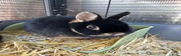 Netherland Dwarf rabbits for sale: Female black otter Netherland dwarf rabbits - Advert 4