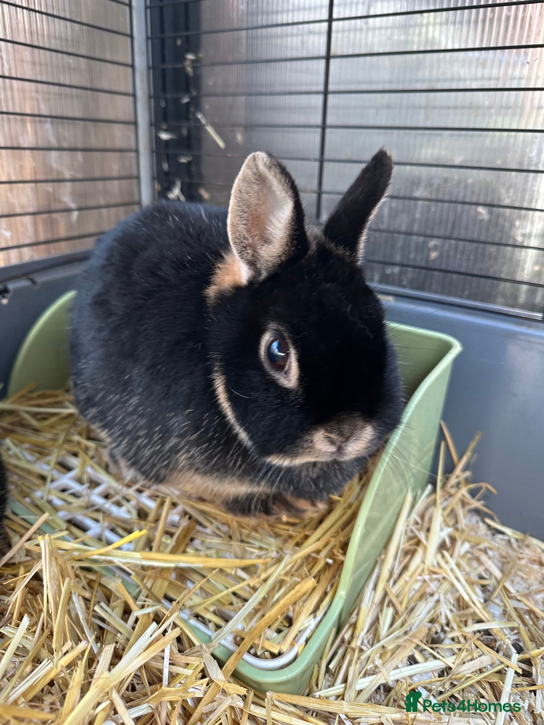 Netherland Dwarf rabbits for sale: Female black otter Netherland dwarf rabbits - Advert 4
