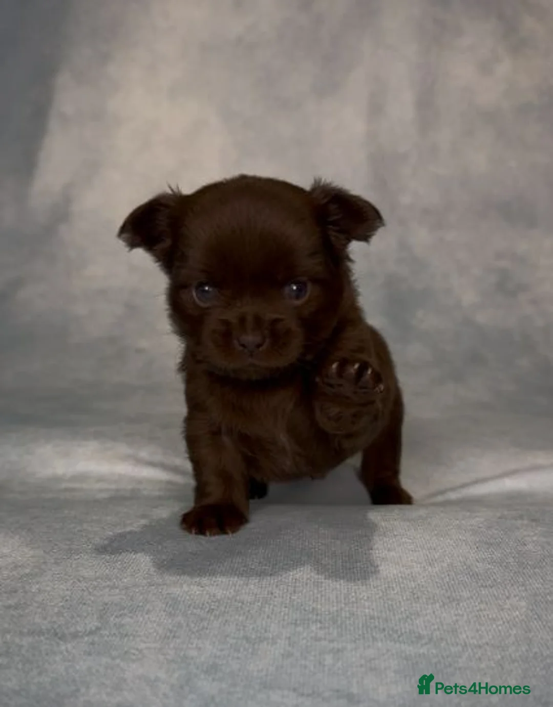 Chihuahua dogs for sale: Lovely Chihuahua Puppies Looking for New Homes in Newcastle upon Tyne - Advert 4